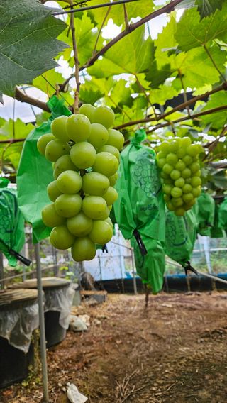 송석원님의 포도 · 영농일지 작성글 사진