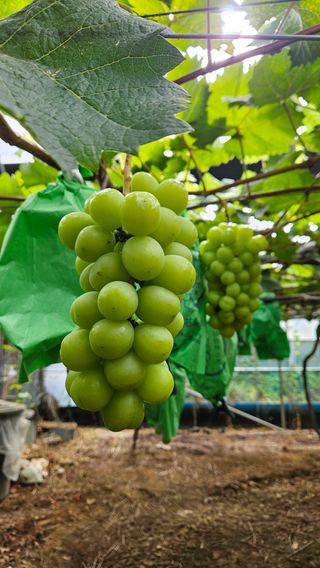 송석원님의 포도 · 영농일지 작성글 사진