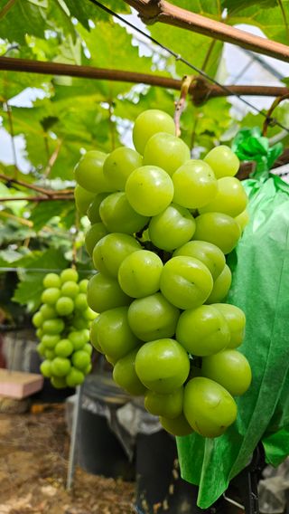 송석원님의 포도 · 영농일지 작성글 사진