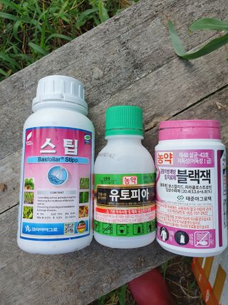 서선옥님의 감 · 영농일지 작성글 사진