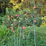 팜모닝 사과·영농일지 게시글 이미지