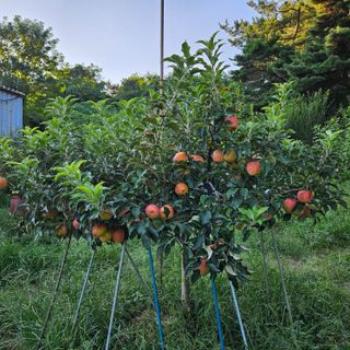 김기철님의 사과 · 영농일지 작성글 사진