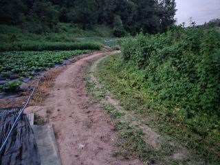 뿡뿡농장님의 배추 · 영농일지 작성글 사진