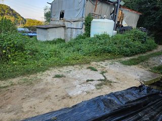 뿡뿡농장님의 배추 · 영농일지 작성글 사진