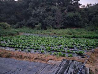 뿡뿡농장님의 배추 · 영농일지 작성글 사진