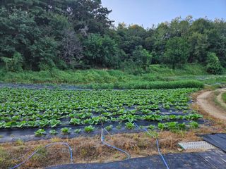 뿡뿡농장님의 배추 · 영농일지 작성글 사진