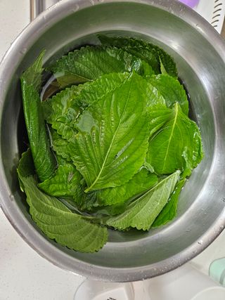 뿡뿡농장님의 배추 · 영농일지 작성글 사진