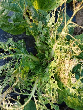 강성흔목사 님의 자유주제 · 자유게시판 작성글 사진