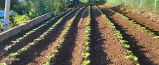 오이4915님의 배추 · 영농일지 작성글 사진