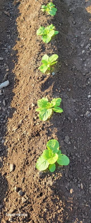 오이4915님의 배추 · 영농일지 작성글 사진