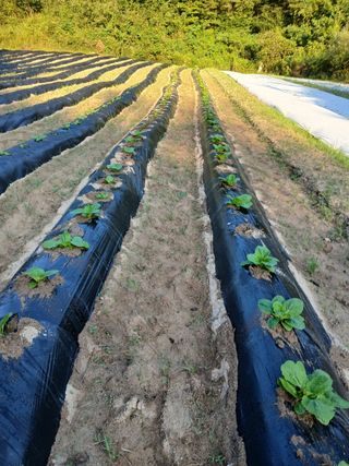 나영호님의 9월 농사계획 공유하기 · 참여글 작성글 사진