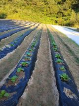 나영호님의 9월 농사계획 공유하기·참여글 작성글 사진