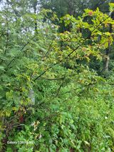 팜모닝 기타작물·영농일지 게시글 이미지