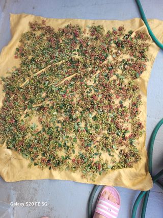 박위병님의 기타작물 · 영농일지 작성글 사진