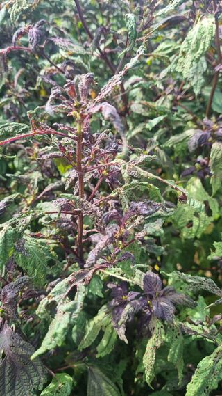 나물로61님의 들깨 · 병해충상담 작성글 사진