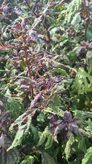 나물로61님의 들깨 · 병해충상담 작성글 사진