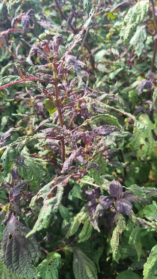 나물로61님의 들깨 · 병해충상담 작성글 사진