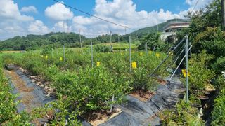 해피베리팜최순덕님의 9월 농사계획 공유하기 · 참여글 작성글 사진