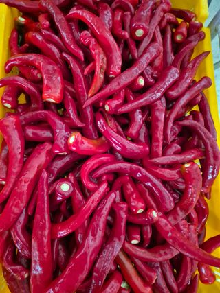 김기자(흰구름농원)님의 고추 · 영농일지 작성글 사진