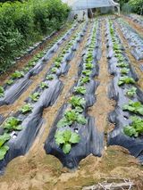 권병☆님의 9월 농사계획 공유하기·참여글 작성글 사진