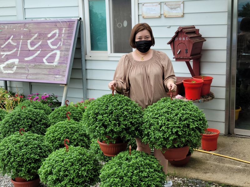 사랑꽃농장님의 장터 판매 상품 [명품)핑크.노랑 국화 화분] 첨부 사진