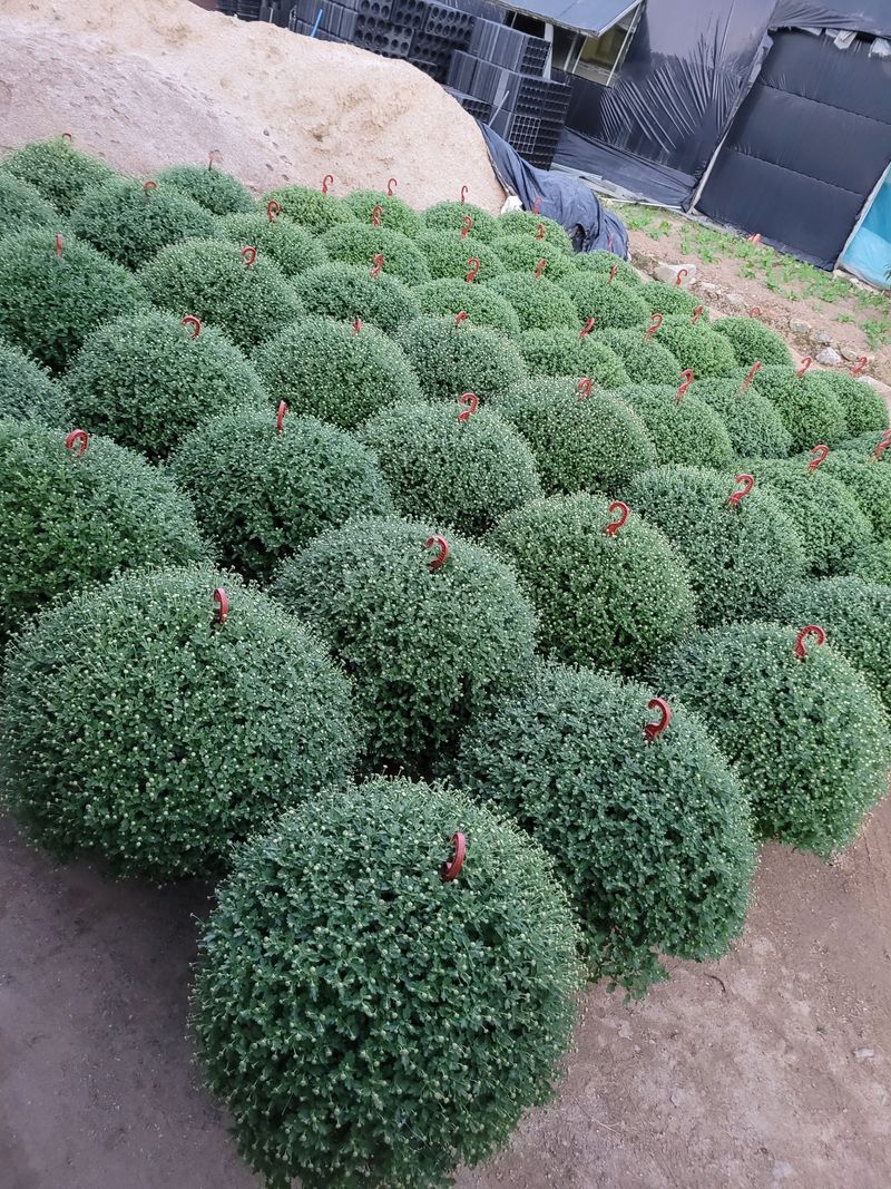 사랑꽃농장님의 장터 판매 상품 [명품)핑크.노랑 국화 화분] 첨부 사진