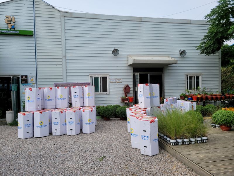 사랑꽃농장님의 장터 판매 상품 [명품)핑크.노랑 국화 화분] 첨부 사진