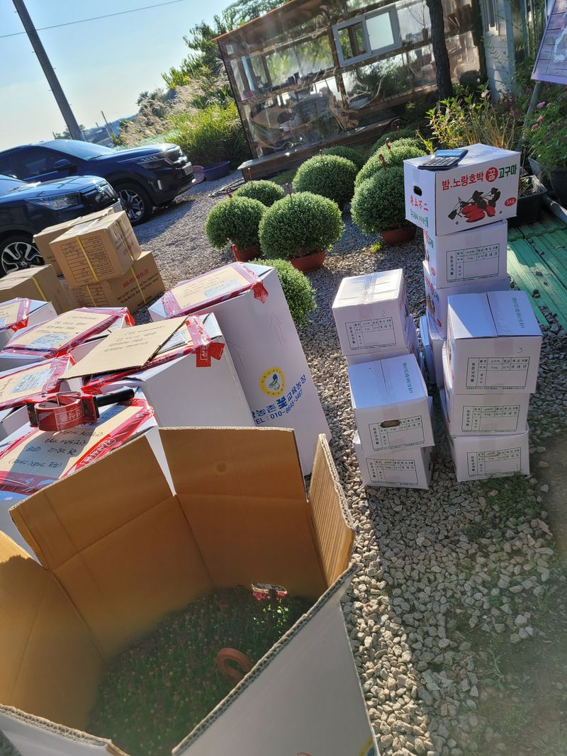 사랑꽃농장님의 장터 판매 상품 [명품)핑크.노랑 국화 화분] 첨부 사진