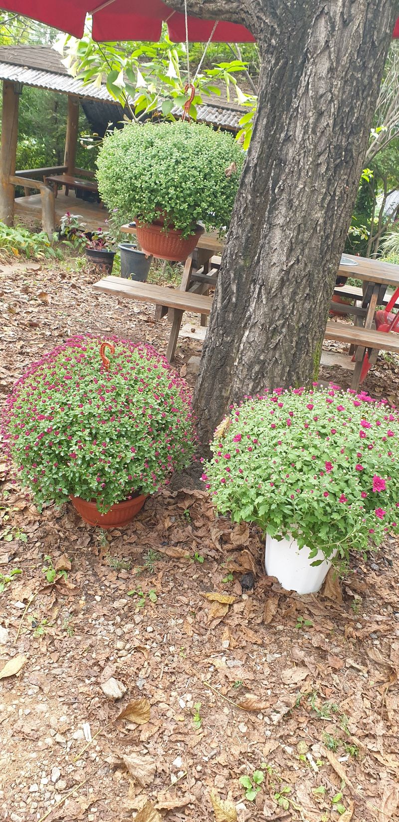 사랑꽃농장님의 장터 판매 상품 [명품)핑크.노랑 국화 화분] 첨부 사진