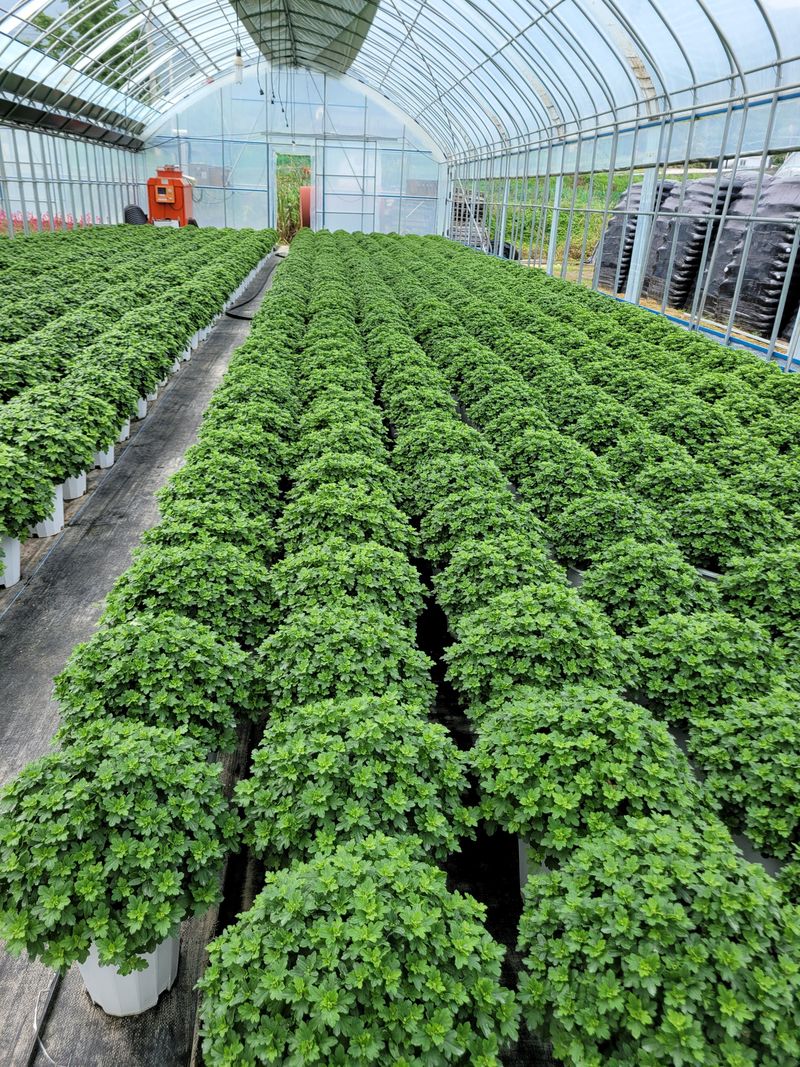 사랑꽃농장님의 장터 판매 상품 [명품)핑크.노랑 국화 화분] 첨부 사진