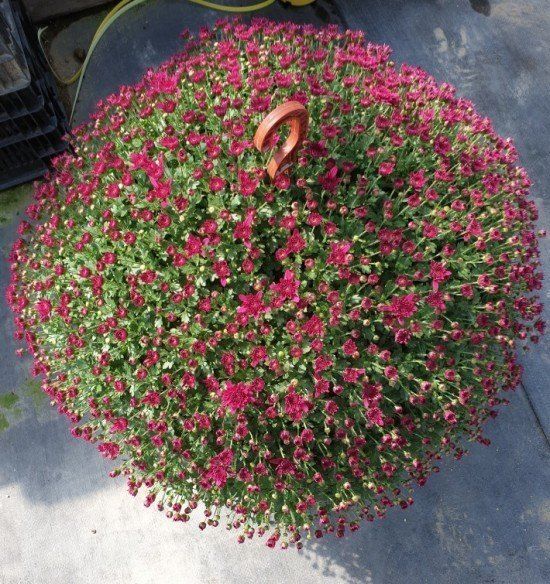 사랑꽃농장님의 장터 판매 상품 [명품)핑크.노랑 국화 화분] 첨부 사진