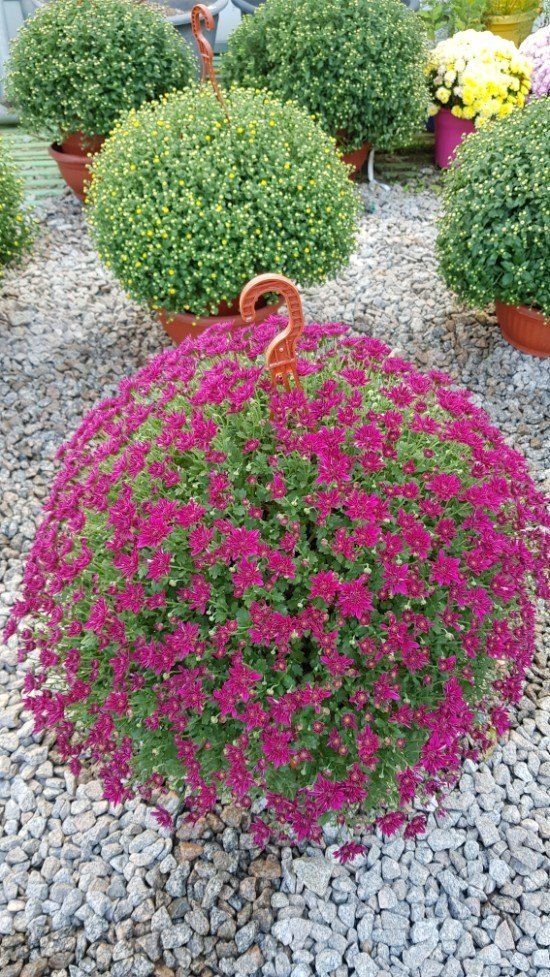 사랑꽃농장님의 장터 판매 상품 [명품)핑크.노랑 국화 화분] 첨부 사진