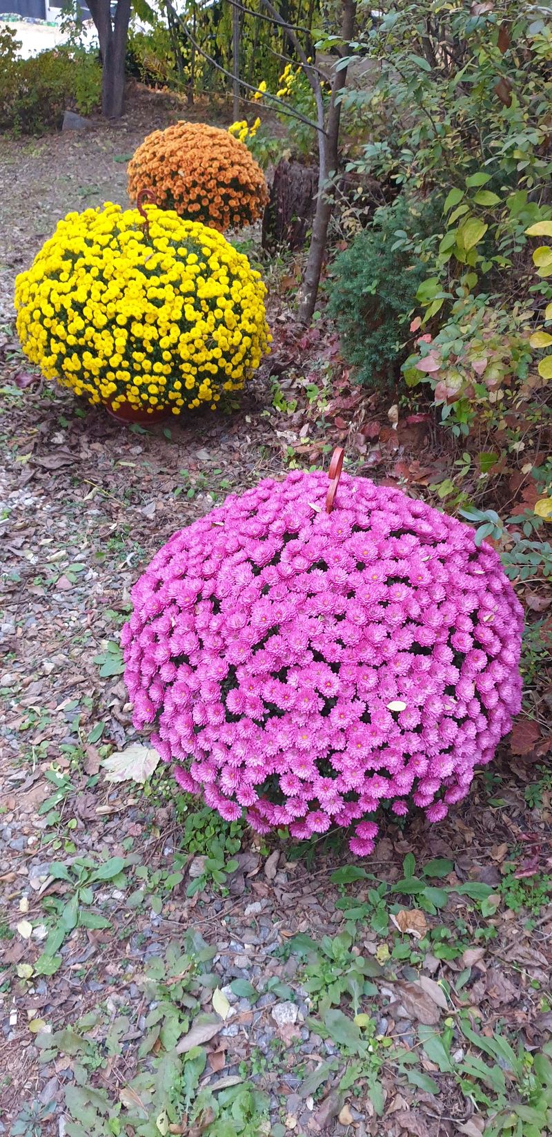 사랑꽃농장님의 장터 판매 상품 [명품)핑크.노랑 국화 화분] 첨부 사진