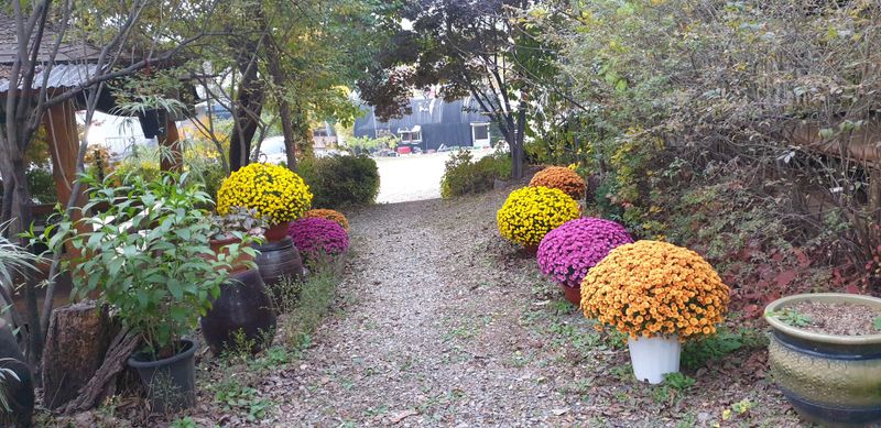 사랑꽃농장님의 장터 판매 상품 [명품)핑크.노랑 국화 화분] 첨부 사진