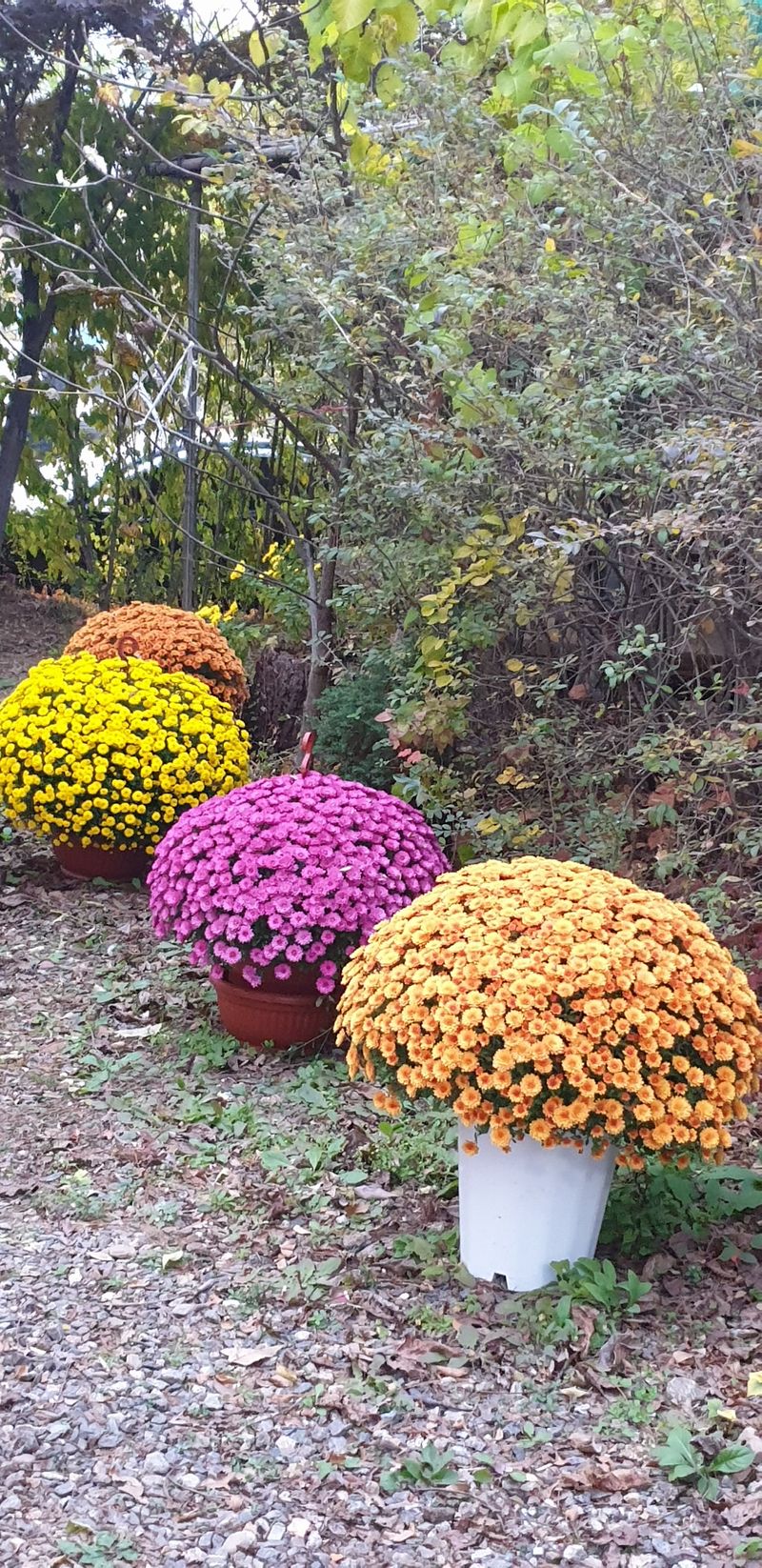 사랑꽃농장님의 장터 판매 상품 [명품)핑크.노랑 국화 화분] 첨부 사진