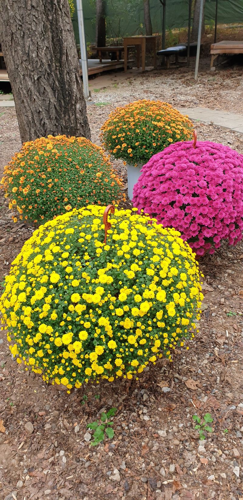 사랑꽃농장님의 장터 판매 상품 [명품)핑크.노랑 국화 화분] 첨부 사진