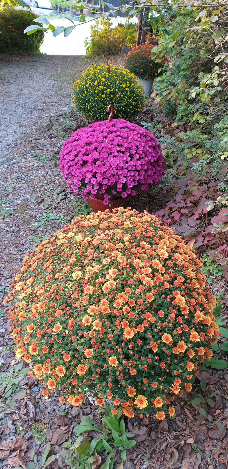 사랑꽃농장님의 장터 판매 상품 [명품)핑크.노랑 국화 화분] 첨부 사진