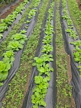 강원사랑인님의 9월 농사계획 공유하기·참여글 작성글 사진