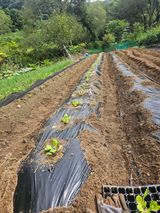 팜모닝 9월 농사계획 공유하기·참여글 게시글 이미지