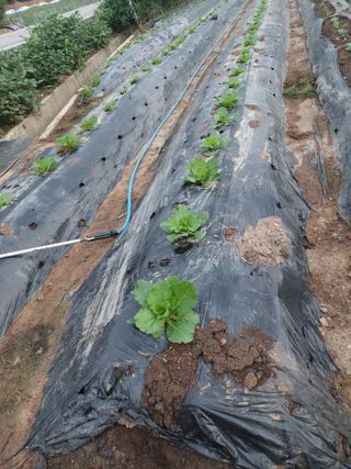 양김정숙님의 9월 농사계획 공유하기·참여글 작성글 사진