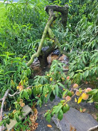 커피나무님의 자유주제 · 자유게시판 작성글 사진