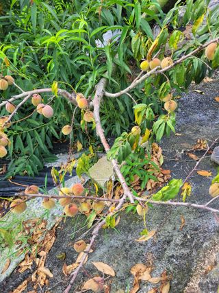 커피나무님의 자유주제 · 자유게시판 작성글 사진