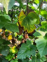 팜모닝 딸기·병해충상담 게시글 이미지