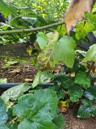 원준우님의 딸기 · 병해충상담 작성글 사진