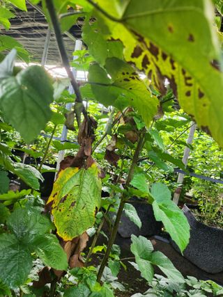 원준우님의 딸기 · 병해충상담 작성글 사진