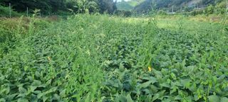 최용한님의 콩 · 영농일지 작성글 사진