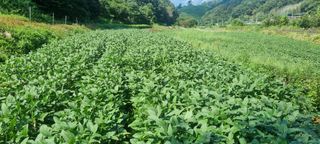 최용한님의 콩 · 영농일지 작성글 사진