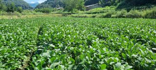 최용한님의 콩 · 영농일지 작성글 사진