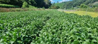 최용한님의 콩 · 영농일지 작성글 사진