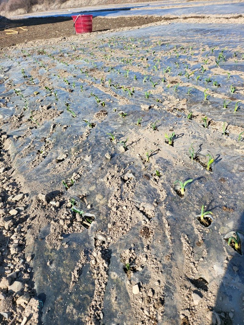 의성마늘(한지형)님의 장터 판매 상품 [(종자용가능)상품 지름3.5-4.0cm/1접(100개) 약2.0kg  27000원] 첨부 사진